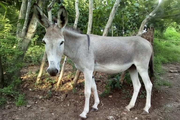 confían en que su producto sea acogido de manera positiva en la región, puesto que a diferencia de la leche de vaca, no existen casos de alergias a la proteína de su producto, que es una de las patologías alimentarias más frecuentes en niños menores de dos años.