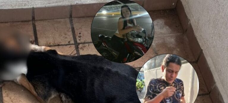 erro fue abandonado en un balcón y murió por inanición en Bucaramanga: buscan a los dueños. contexto caribe
