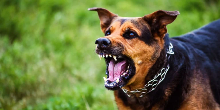 perro ataca a menor en cordoba contexto caribe. Un perro atacó fuertemente a una menor en el rostro.