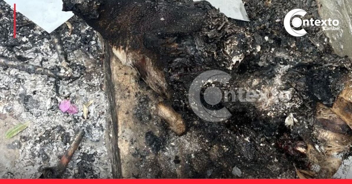 Repudiable: queman vivos a dos perros en Barranquilla, exigen justicia