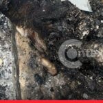 Quemaron perros en Barranquilla noticias Contexto Caribe Repudiable: queman vivos a dos perros en Barranquilla, exigen justicia