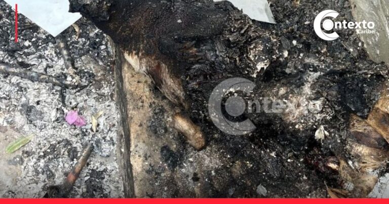 Repudiable: queman vivos a dos perros en Barranquilla, exigen justicia