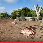 Encapuchados sacrificaron cinco reses en Los Palmitos noticias de Contexto Caribe ¡Golpe al campo! Encapuchados sacrificaron cinco reses y saquearon finca ganadera en Los Palmitos