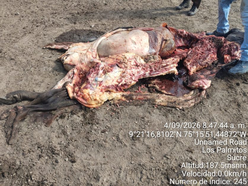 ¡Golpe al campo! Encapuchados sacrificaron cinco reses y saquearon finca ganadera en Los Palmitos