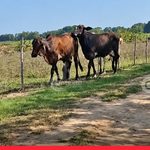 ¡Se les cayó la vuelta! recuperaron ganado robado por cuatreros en Majagual, Sucre