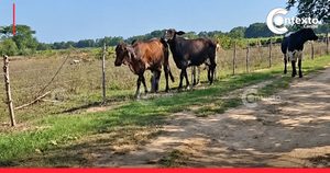 abigateo en sucre recuperan ganado robado en Majagual Ganado en zona rural de Majagual, Sucre